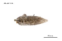 藏品(線茸毒蛾)的圖片